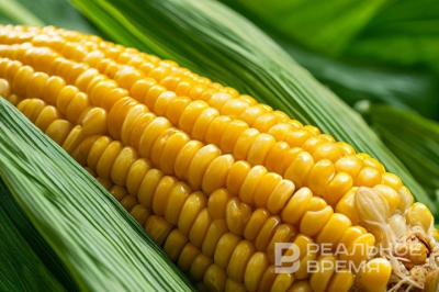 Казанские ученые нашли способ в два раза повысить урожайность кукурузы