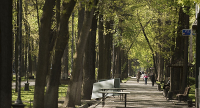 Мэр Джунушалиев инициировал создание электронных карт всех деревьев города