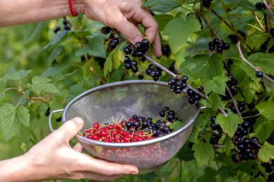 Смородина будет медовой и крупной: весенняя обработка, которую нельзя пропустить вовремя