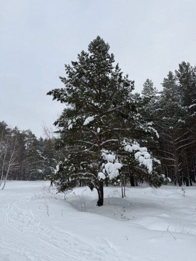 В субботу татарстанцев ожидает метель и порывистый ветер до 17 м/с