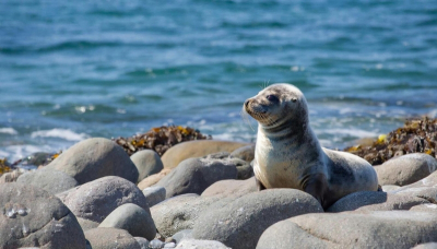 Тюленя с редкой генетической аномалией пытаются спасти в Приморье: сезон начался