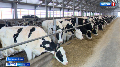 Власти РТ получат право ограничивать ввоз скота из регионов с вспышками ящура и бруцеллеза