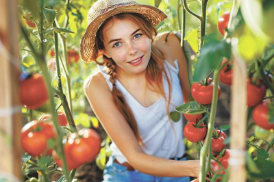 Спасти рядового томата