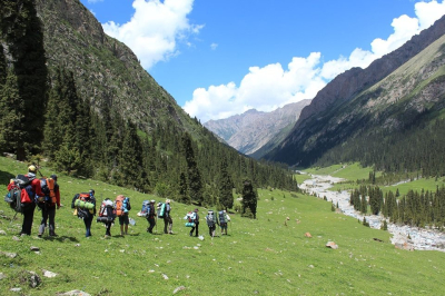 В КР официально разрешат выращивать лекарственные травы на сельхозугодьях
