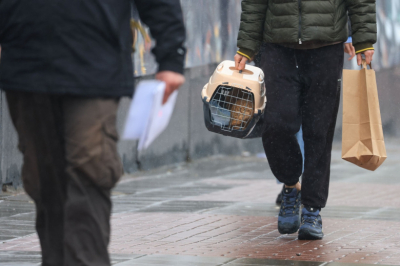 Стало известно, сколько питомцев проехали на поездах без хозяев в 2026 году