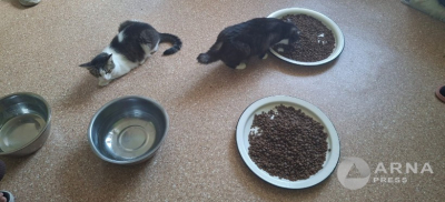 Приют для животных горел в Семее: питомцы нуждаются в помощи