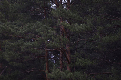 Назвали дату начала нового пожароопасного сезона в лесах Татарстана