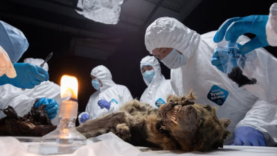 Мумию волка возрастом в 44 тысячи лет исследуют ученые