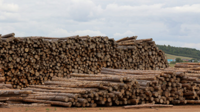 Богатство без дохода: почему Татарстан рубит лишь четверть разрешенного леса 20/03/2026 &ndash; Статьи Лесной комплекс России дает лишь 1% ВДС, несмотря на ресурсы: мнение эксперта