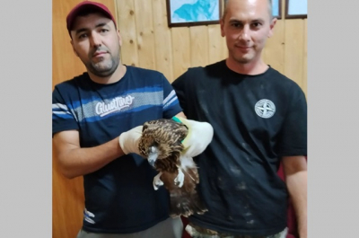 В Татарстане спасли черного коршуна, оглушенного машиной