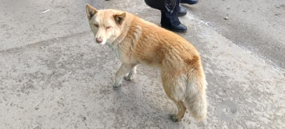 Лиса-актриса: история смышленой собачки из Семея, которая сама зарабатывает себе на жизнь