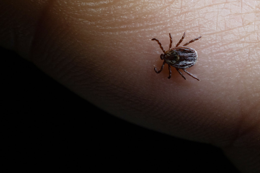 В&nbsp;минздраве прогнозируют рост популяции клещей, Татарстан &ndash; в&nbsp;числе регионов риска