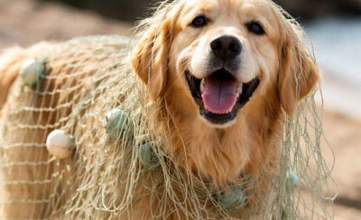 Казань вошла в пятерку лучших городов России по работе с бездомными животными 14/03/2026 &ndash; Новости