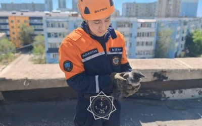 Ворону спасли в Актобе