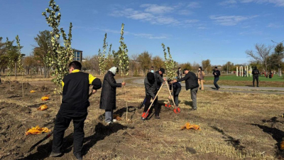 В Караганде за один день высадили тысячу пирамидальных тополей