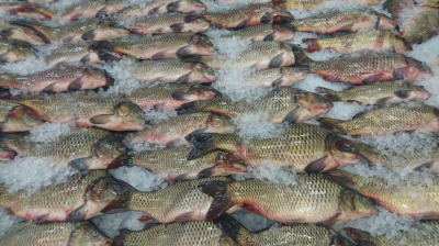 Казахстанские рыбоводы смогут продавать продукцию в Азербайджан