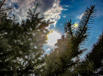 Открылся лесной питомник