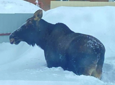 Огромный лось снес забор и запрыгнул во двор частного дома в Татарстане &ndash;&nbsp;видео 23/02/2026 &ndash; Новости