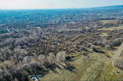 Часть лесного фонда области Жетісу незаконно отдали в частные руки