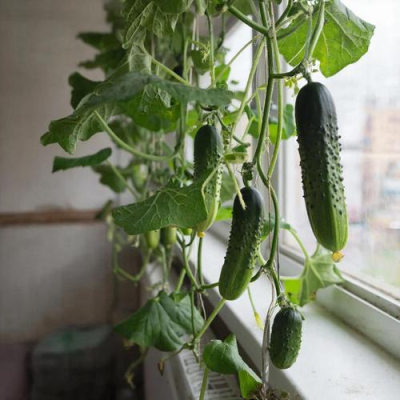 Пенсионер из Ярославля научил выживанию по методу Госдумы