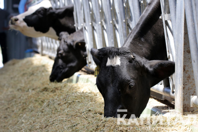 Для фермеров Мангистауской области снизили тарифы на перевозку кормов