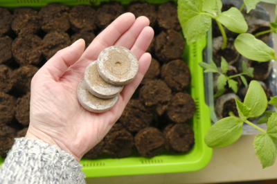 Заменила торф на минераловатные пробки &mdash; забыла о &laquo;черной ножке&raquo;: рассада из семян прет только так
