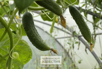 &laquo;Огуречный потолок&raquo;: причины подорожания огурцов озвучил аналитик