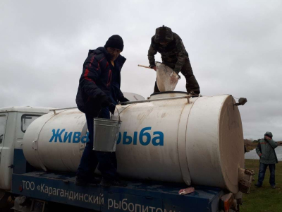 На Черном Иртыше завершили летний этап зарыбления сибирским осетром