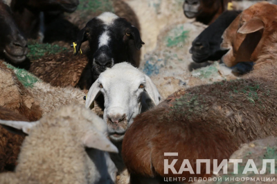 В Западно-Казахстанской области тратили субсидии не по назначению