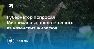 Губернатор попросил Минниханова продать одного из казанских жирафов
