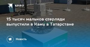 15 тысяч мальков стерляди выпустили в Каму в Татарстане
