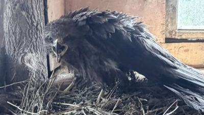Семья из Зеленодольского района спасла черного коршуна, запутавшегося в рыболовной леске