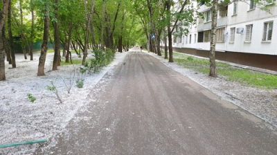 ТАСС: Сезон тополиного пуха в России начался раньше обычного