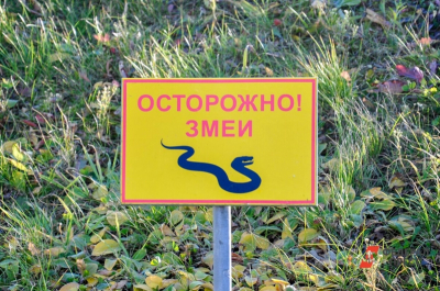 Осторожно, змеи: в Новосибирской области пресмыкающиеся выходят к людям